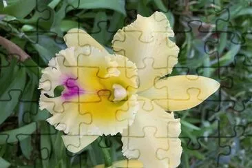 flores