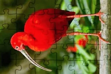 natural jigsaw puzzle