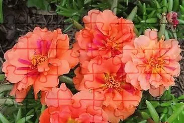 flores