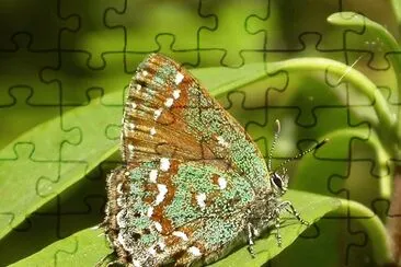 Callophrys hesseli