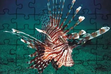 Fish jigsaw puzzle