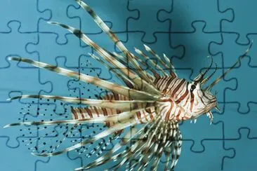 Fish jigsaw puzzle