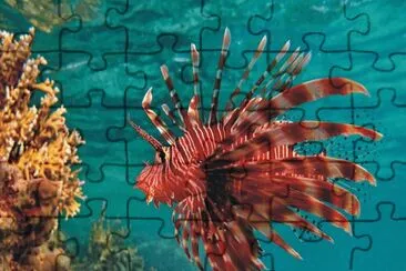 Fish jigsaw puzzle