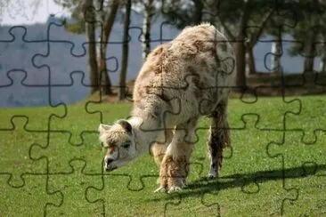 פאזל של Imagem