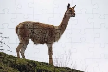 פאזל של Imagem