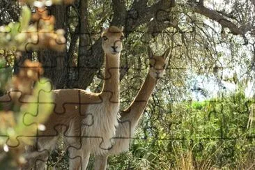 פאזל של Imagem