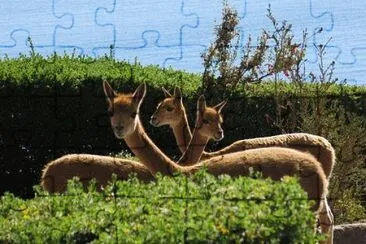 Imagem jigsaw puzzle