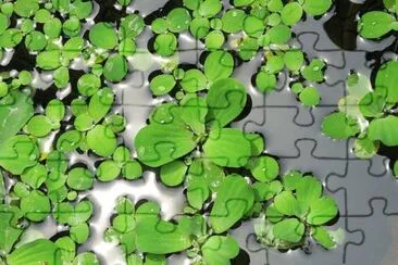 Imagem jigsaw puzzle