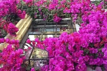 flores