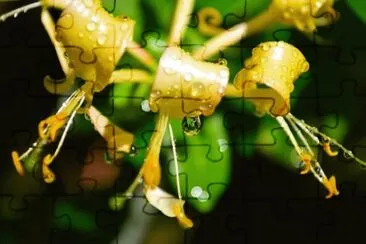 Imagem jigsaw puzzle