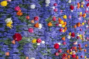 flores
