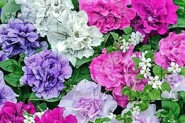 flores