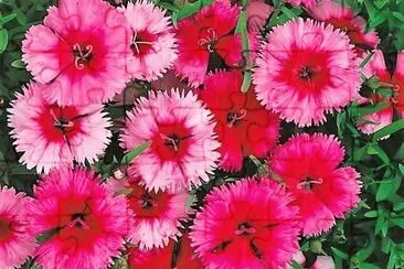 flores jigsaw puzzle