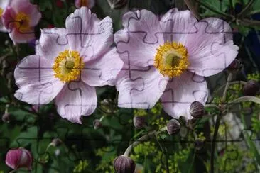 anemone jigsaw puzzle
