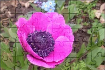 anemone jigsaw puzzle