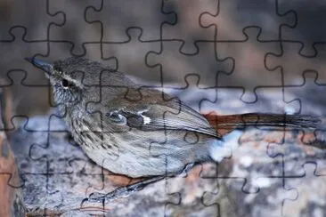 Scricciolo di brugheria schivo