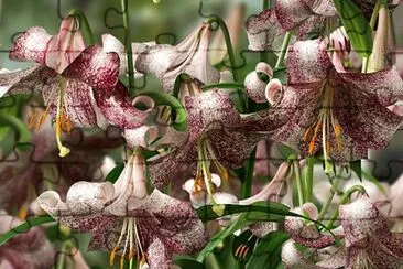 flores jigsaw puzzle