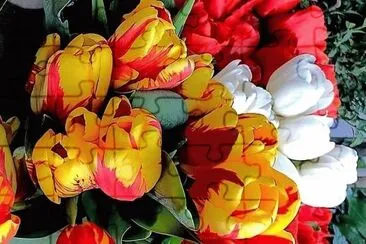 flores