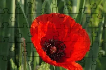 Poppy