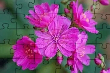 flores jigsaw puzzle