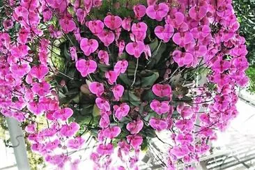 flores jigsaw puzzle