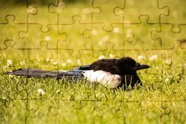 Imagem jigsaw puzzle