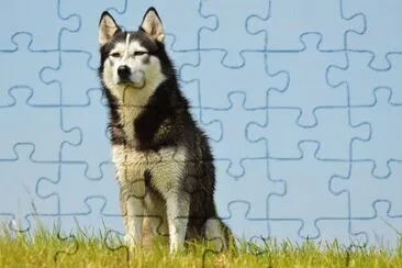 Imagem jigsaw puzzle