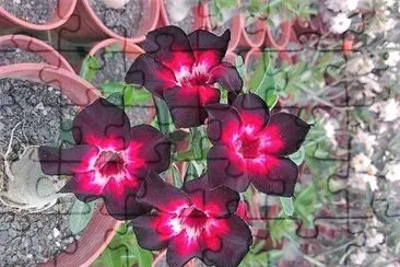 flores jigsaw puzzle