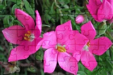 flores jigsaw puzzle