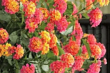 flores