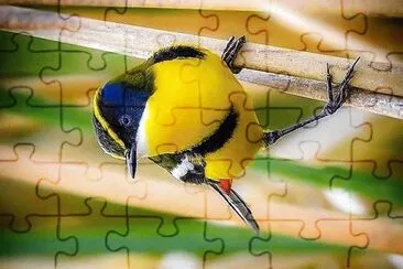 natural jigsaw puzzle