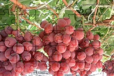 frutas