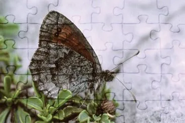 Erebia calcaria jigsaw puzzle