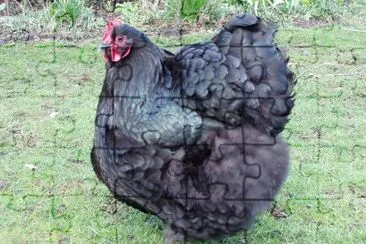 Gallina orpington nera