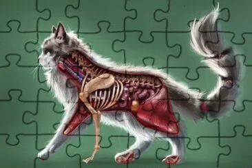 Imagem jigsaw puzzle