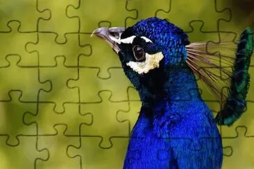 Imagem jigsaw puzzle