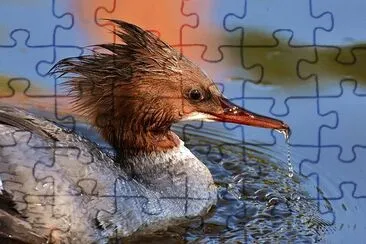 Imagem jigsaw puzzle