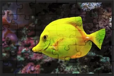 Imagem jigsaw puzzle