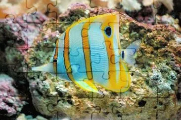 Imagem jigsaw puzzle