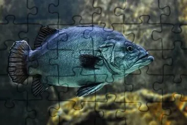 Imagem jigsaw puzzle