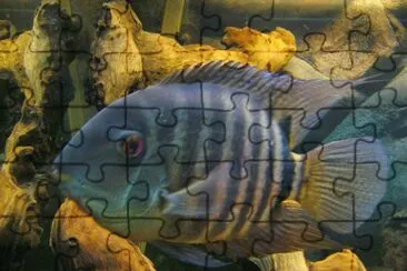 Imagem jigsaw puzzle