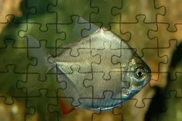 Imagem jigsaw puzzle