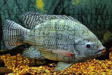 Imagem jigsaw puzzle