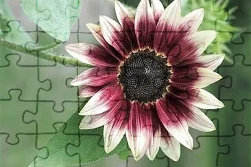 flores jigsaw puzzle