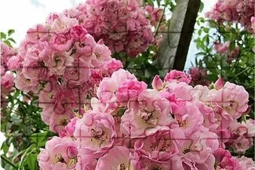 flores