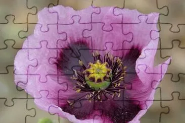 OK jigsaw puzzle