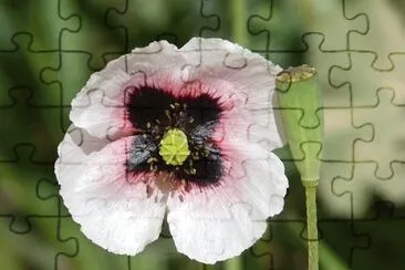 OK jigsaw puzzle