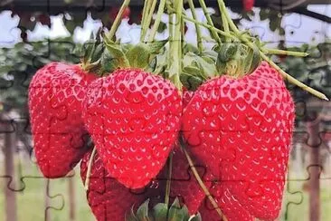 frutas