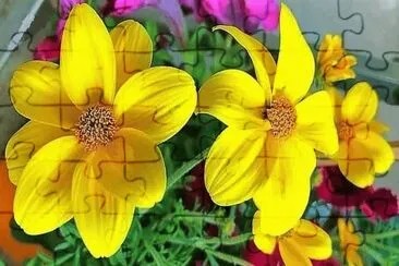 flores jigsaw puzzle