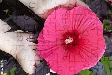 פאזל של flores